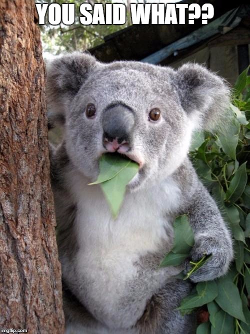 Surprised Koala Meme | YOU SAID WHAT?? | image tagged in memes,surprised koala | made w/ Imgflip meme maker