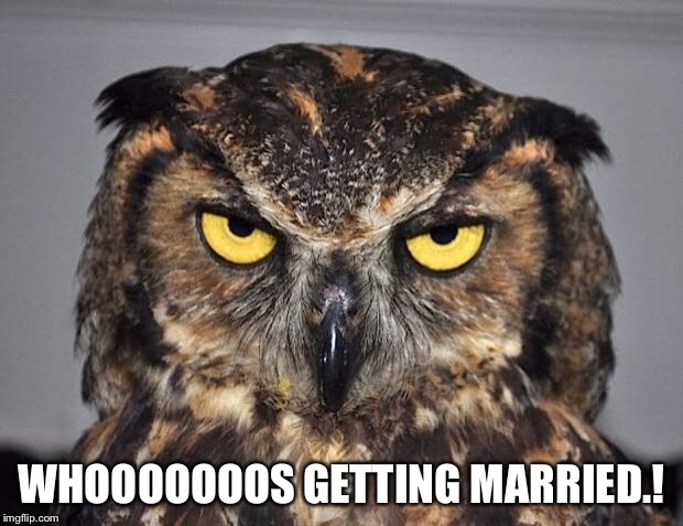angry owl | WHOOOOOOOS GETTING MARRIED.! | image tagged in angry owl | made w/ Imgflip meme maker