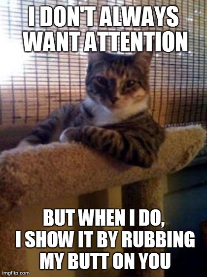 The Most Interesting Cat In The World | image tagged in memes,the most interesting cat in the world | made w/ Imgflip meme maker