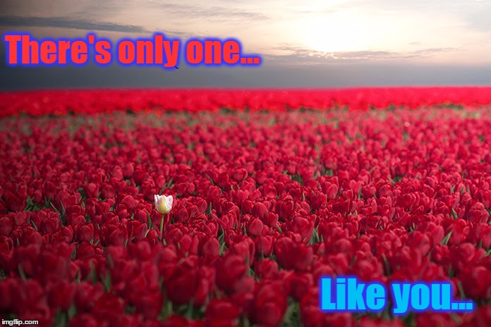 One in a Million | There's only one... Like you... | image tagged in red roses,vince vance,there is only one like you,only you,one single rose | made w/ Imgflip meme maker