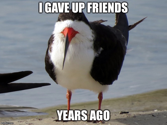Even Less Popular Opinion Bird | I GAVE UP FRIENDS; YEARS AGO | image tagged in even less popular opinion bird | made w/ Imgflip meme maker