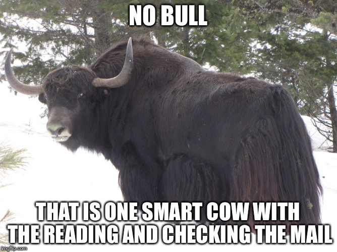 NO BULL THAT IS ONE SMART COW WITH THE READING AND CHECKING THE MAIL | image tagged in yak | made w/ Imgflip meme maker