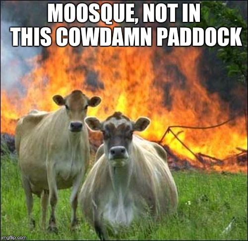 Evil Cows | MOOSQUE, NOT IN THIS COWDAMN PADDOCK | image tagged in memes,evil cows | made w/ Imgflip meme maker