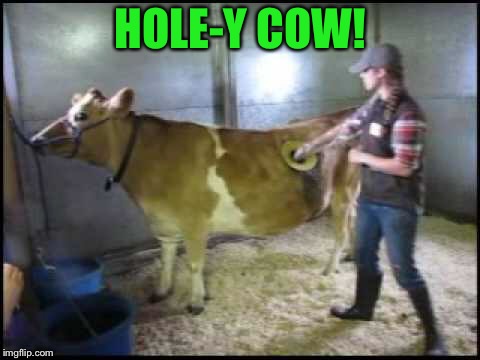 i guess cows like piercings too... | HOLE-Y COW! | image tagged in cow,hole,meme,funny | made w/ Imgflip meme maker