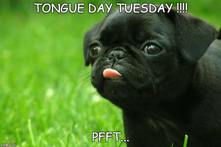 TONGUE DAY TUESDAY !!!! PFFT... | image tagged in tuesday | made w/ Imgflip meme maker