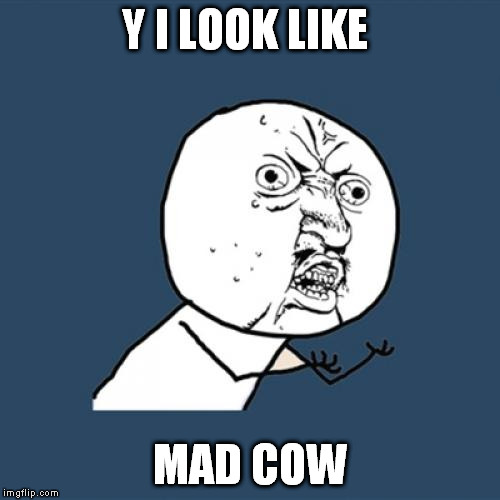 Y U No Meme | Y I LOOK LIKE; MAD COW | image tagged in memes,y u no | made w/ Imgflip meme maker