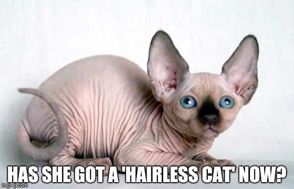 HAS SHE GOT A 'HAIRLESS CAT' NOW? | made w/ Imgflip meme maker