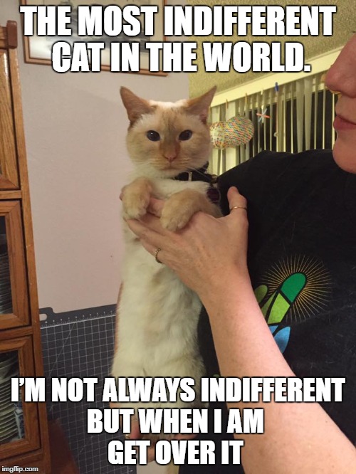 Indifferent cat | THE MOST INDIFFERENT CAT IN THE WORLD. I’M NOT ALWAYS INDIFFERENT BUT WHEN I AM          GET OVER IT | image tagged in indifferent cat,cat | made w/ Imgflip meme maker