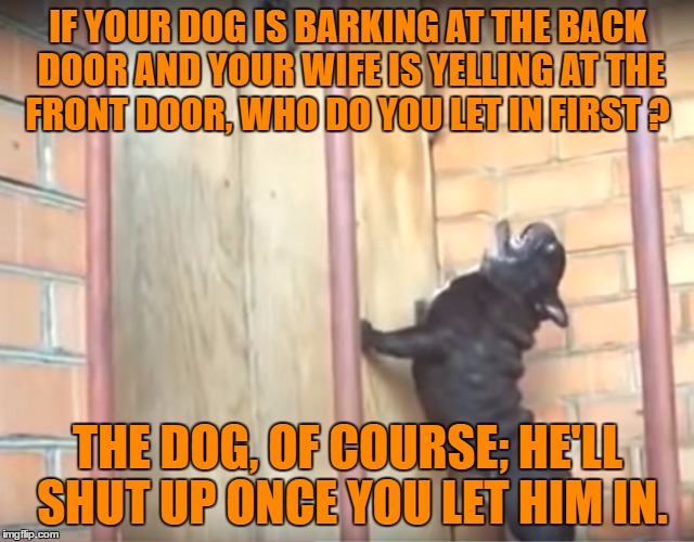 death wish | IF YOUR DOG IS BARKING AT THE BACK DOOR AND YOUR WIFE IS YELLING AT THE FRONT DOOR, WHO DO YOU LET IN FIRST ? THE DOG, OF COURSE; HE'LL SHUT UP ONCE YOU LET HIM IN. | image tagged in funny barking pug,funny,wife,husband wife,silly | made w/ Imgflip meme maker