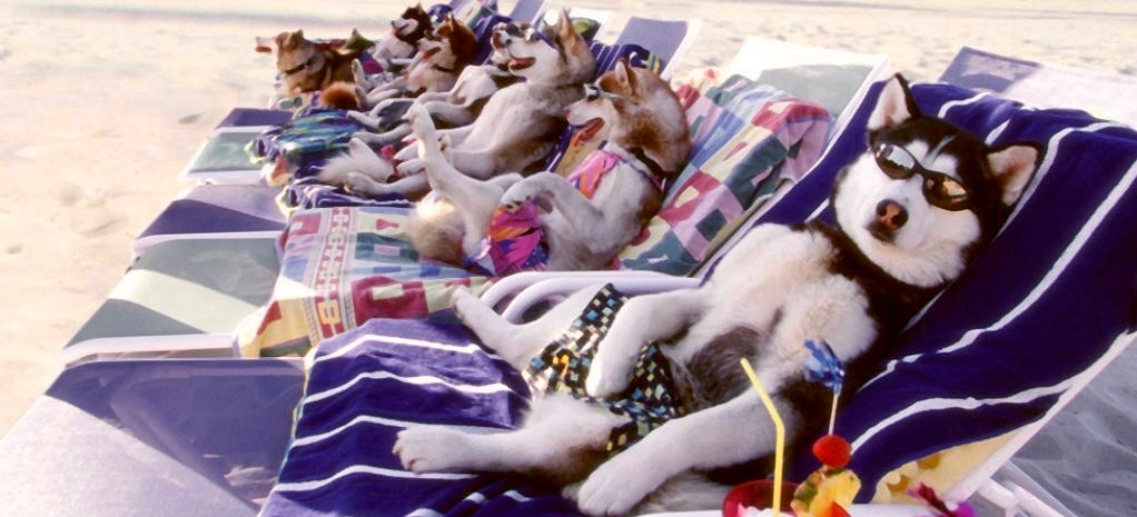 Huskies at beach Blank Meme Template