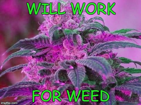 True Story | WILL WORK; FOR WEED | image tagged in weed,marijuana,meme,funny memes,will work for weed | made w/ Imgflip meme maker