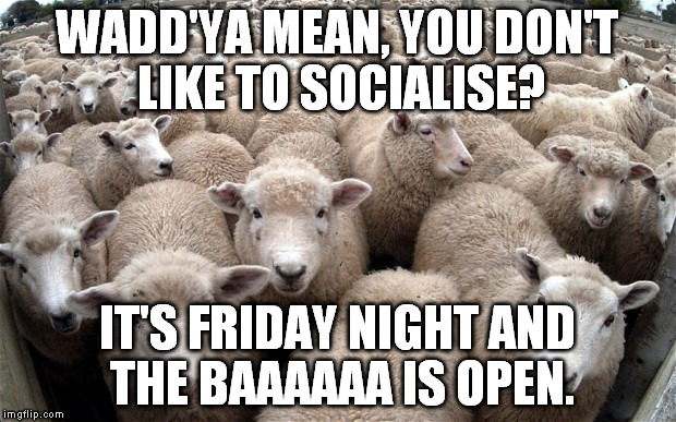 Sheep | WADD'YA MEAN, YOU DON'T LIKE TO SOCIALISE? IT'S FRIDAY NIGHT AND THE BAAAAAA IS OPEN. | image tagged in sheep | made w/ Imgflip meme maker