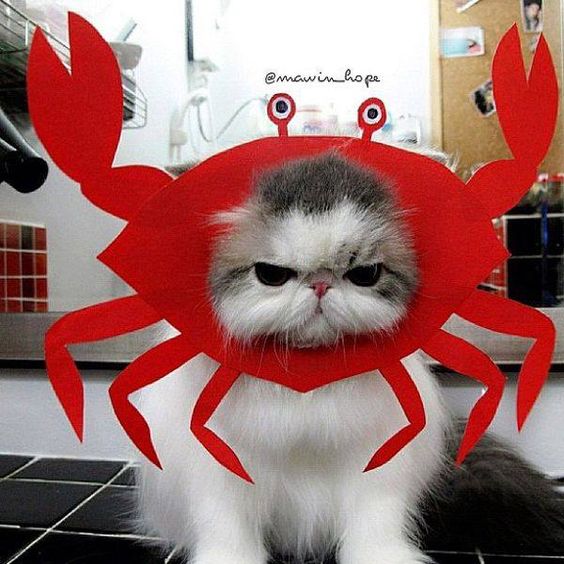 Crabby Cat Blank Meme Template