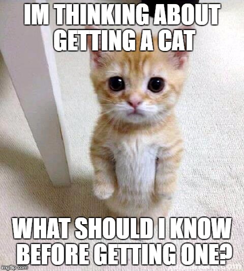 Cute Cat Meme | IM THINKING ABOUT GETTING A CAT; WHAT SHOULD I KNOW BEFORE GETTING ONE? | image tagged in memes,cute cat | made w/ Imgflip meme maker