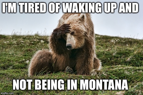 I'M TIRED OF WAKING UP AND; NOT BEING IN MONTANA | image tagged in bear | made w/ Imgflip meme maker