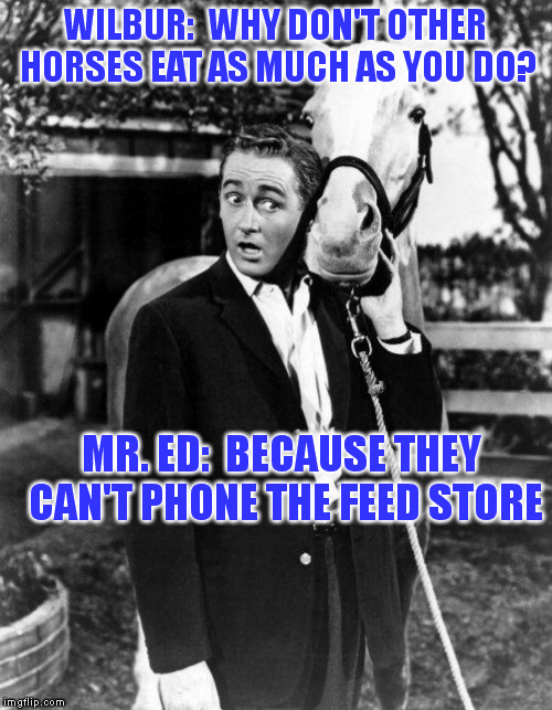 WILBUR:  WHY DON'T OTHER HORSES EAT AS MUCH AS YOU DO? MR. ED:  BECAUSE THEY CAN'T PHONE THE FEED STORE | made w/ Imgflip meme maker
