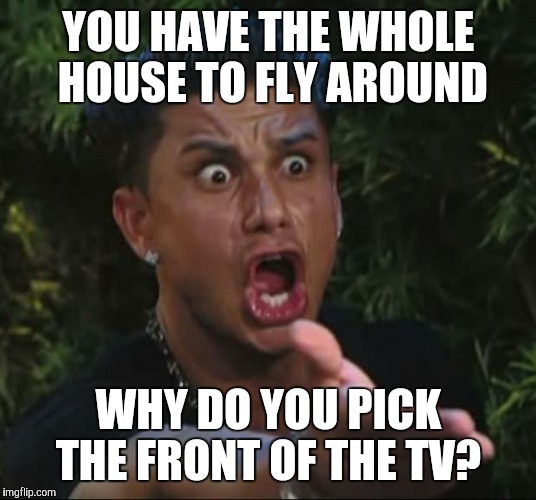 Housefly | YOU HAVE THE WHOLE HOUSE TO FLY AROUND; WHY DO YOU PICK THE FRONT OF THE TV? | image tagged in memes,dj pauly d | made w/ Imgflip meme maker