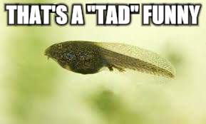 THAT'S A "TAD" FUNNY | made w/ Imgflip meme maker