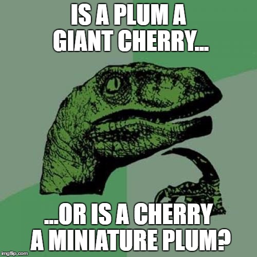 Philosoraptor Meme | IS A PLUM A GIANT CHERRY... ...OR IS A CHERRY A MINIATURE PLUM? | image tagged in memes,philosoraptor | made w/ Imgflip meme maker