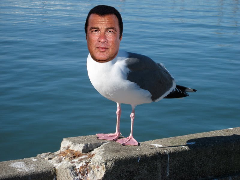 Steven Seagulled Blank Meme Template