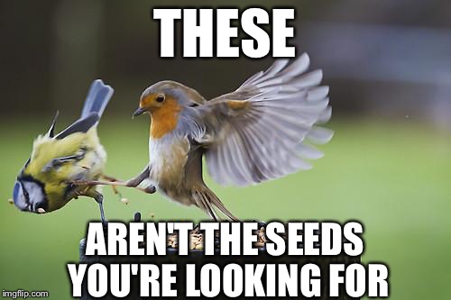 No tricks, just kicks... | THESE; AREN'T THE SEEDS YOU'RE LOOKING FOR | image tagged in bird sparta | made w/ Imgflip meme maker