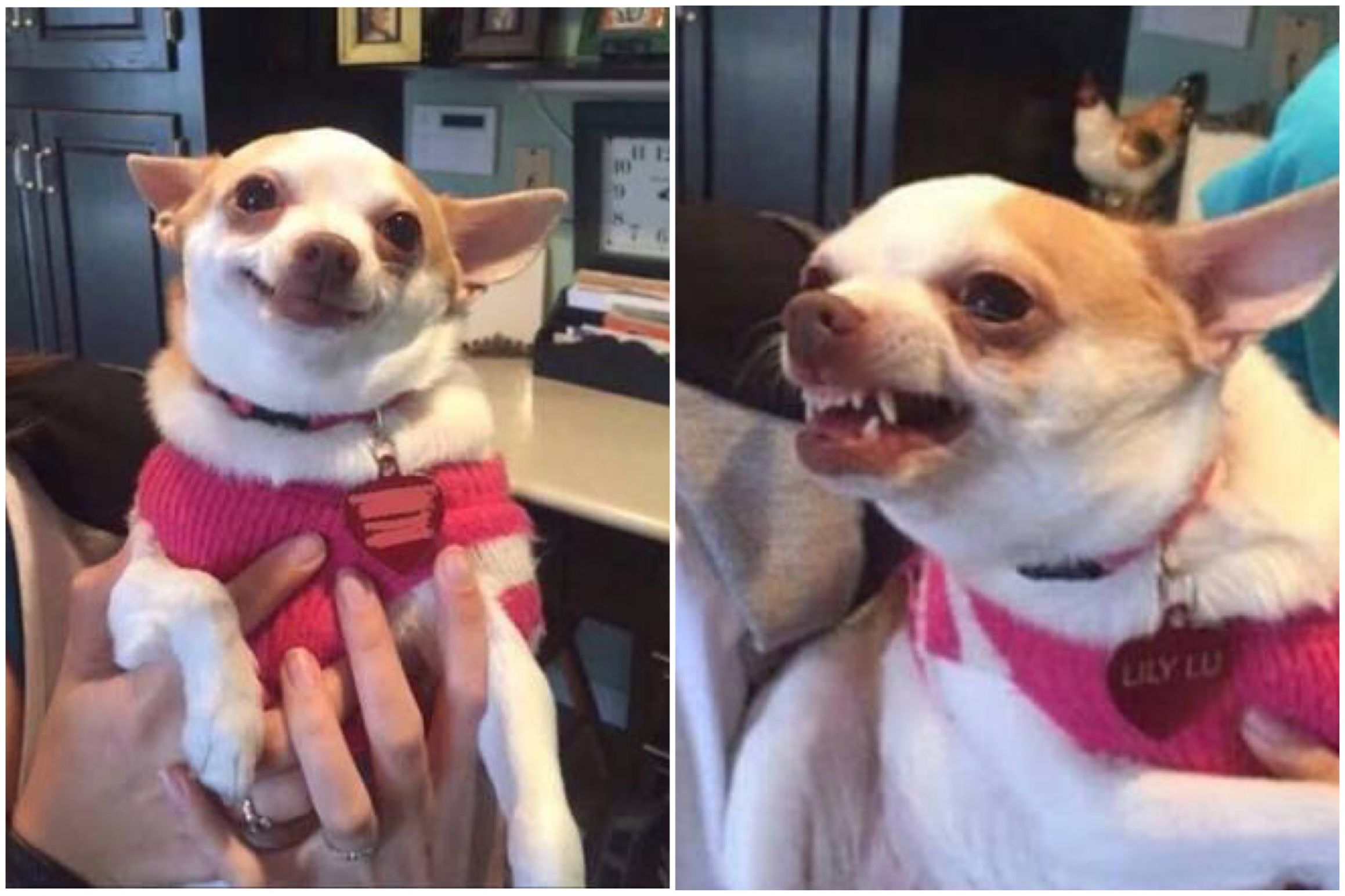 Happy chihuahua angry chihuahua  Blank Meme Template