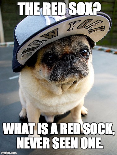 Red Socks don't Exist in New York | THE RED SOX? WHAT IS A RED SOCK, NEVER SEEN ONE. | image tagged in funny memes,funny animals,new york city,yankees,pugs | made w/ Imgflip meme maker