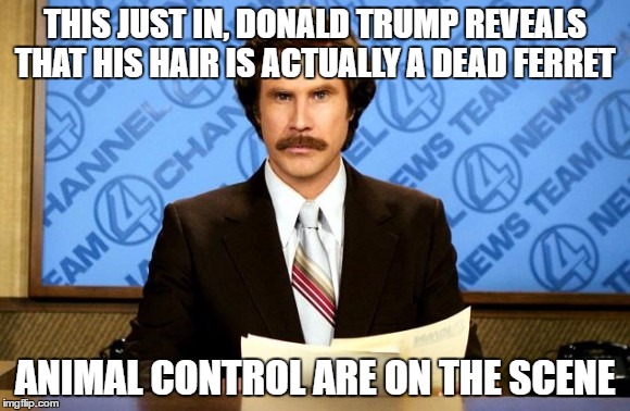 This just in | THIS JUST IN, DONALD TRUMP REVEALS THAT HIS HAIR IS ACTUALLY A DEAD FERRET; ANIMAL CONTROL ARE ON THE SCENE | image tagged in this just in | made w/ Imgflip meme maker