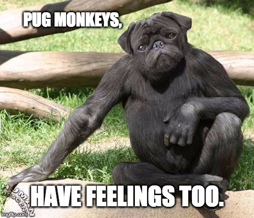 Pug Monkeys Have Feelings Too | PUG MONKEYS, HAVE FEELINGS TOO. | image tagged in monkeys,pugs,funny meme,funny animals,funny dogs,lol | made w/ Imgflip meme maker