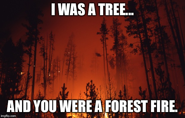 Forest fire | I WAS A TREE... AND YOU WERE A FOREST FIRE. | image tagged in forest fire | made w/ Imgflip meme maker