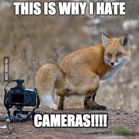 TheFox | THIS IS WHY I HATE; CAMERAS!!!! | image tagged in thefox | made w/ Imgflip meme maker