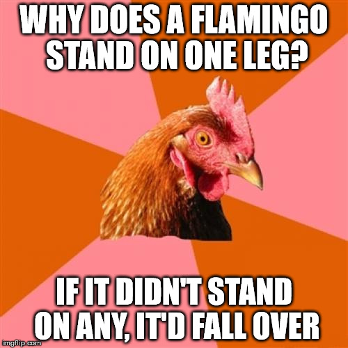 Anti Joke Chicken | WHY DOES A FLAMINGO STAND ON ONE LEG? IF IT DIDN'T STAND ON ANY, IT'D FALL OVER | image tagged in memes,anti joke chicken | made w/ Imgflip meme maker