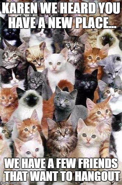KAREN WE HEARD YOU HAVE A NEW PLACE... WE HAVE A FEW FRIENDS THAT WANT TO HANGOUT | image tagged in too many cats | made w/ Imgflip meme maker
