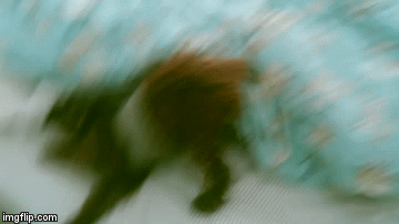 baby dog playing | image tagged in gifs,melina,melina-j,baby-dog | made w/ Imgflip video-to-gif maker