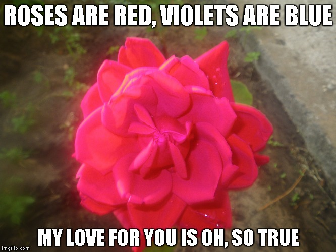Roses Are Red Imgflip