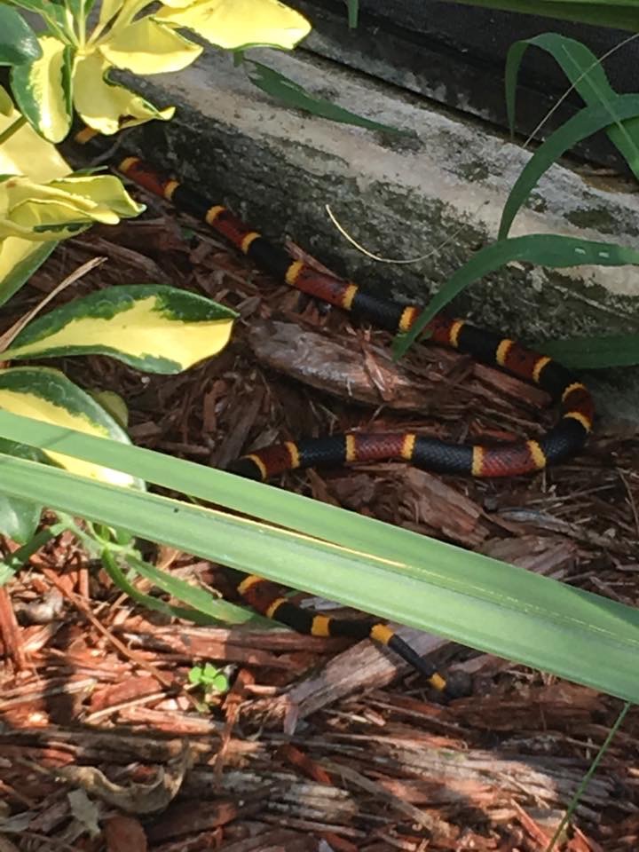 Coral snake Blank Meme Template