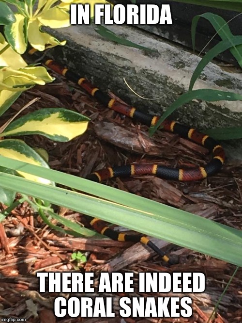 Coral snake | IN FLORIDA THERE ARE INDEED CORAL SNAKES | image tagged in coral snake | made w/ Imgflip meme maker