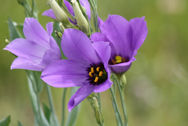 High Quality Bluebell purple flowers Blank Meme Template