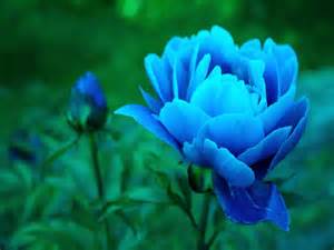High Quality Blue peony flower and bud Blank Meme Template