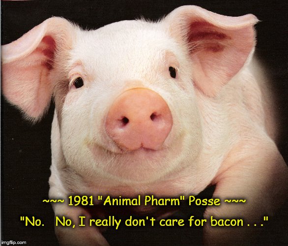 This Little Piggy . . . | ~~~ 1981 "Animal Pharm" Posse ~~~; "No.   No, I really don't care for bacon . . ." | image tagged in memes,1981 animal pharm posse,pink piggy,no thanks | made w/ Imgflip meme maker