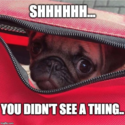 Mission Impossible 6: Pug Abroad | SHHHHHH... YOU DIDN'T SEE A THING.. | image tagged in puppies,sneaky,pugs,funny meme,funny dogs,funny | made w/ Imgflip meme maker