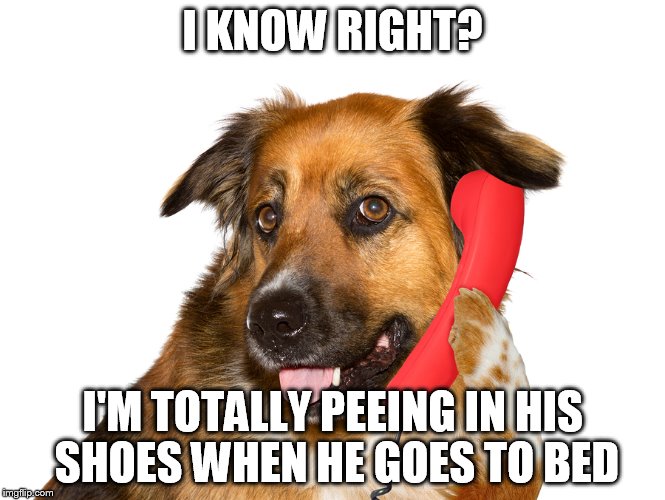 I KNOW RIGHT? I'M TOTALLY PEEING IN HIS SHOES WHEN HE GOES TO BED | image tagged in dog on the phone | made w/ Imgflip meme maker