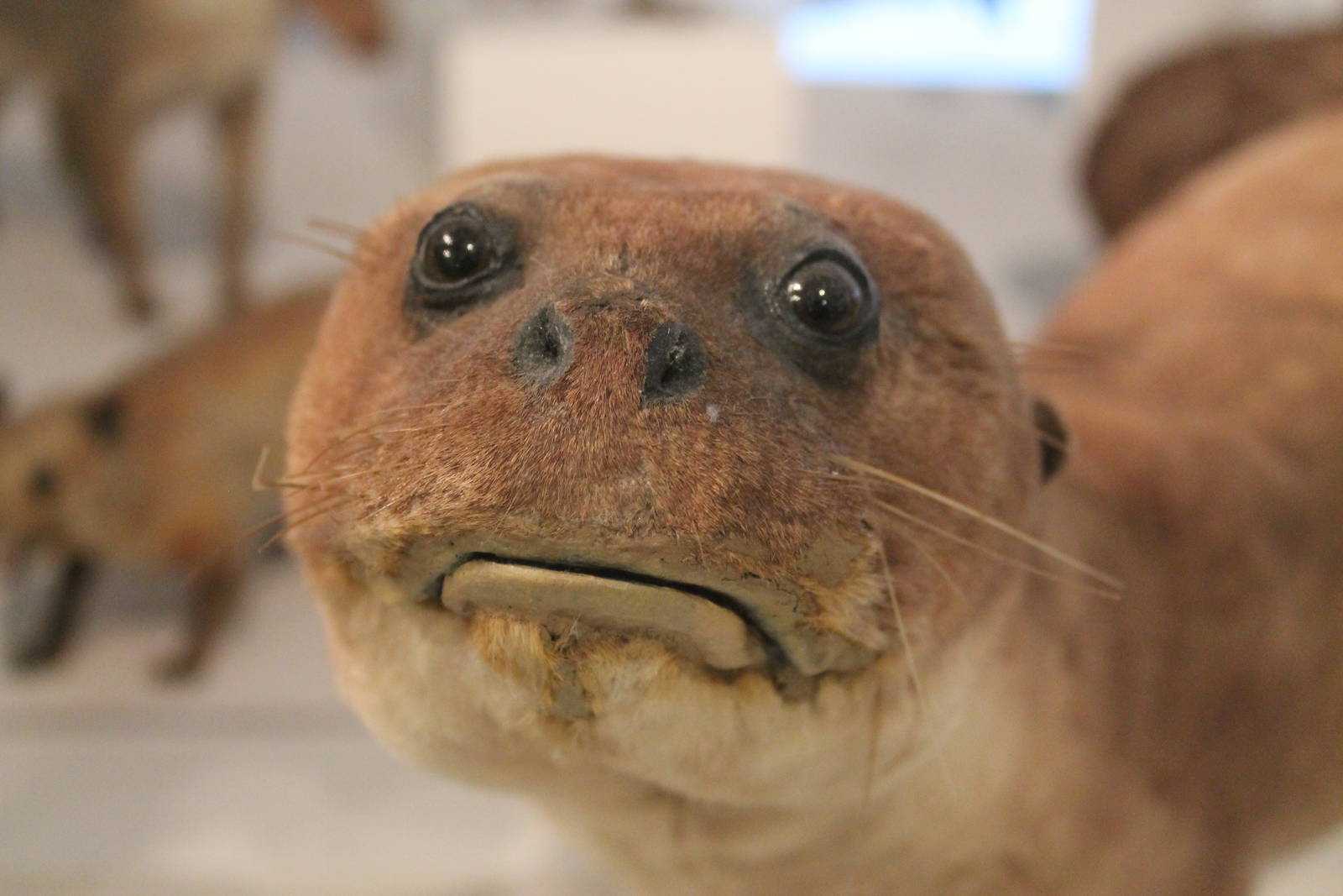High Quality bad taxidermy otter Blank Meme Template