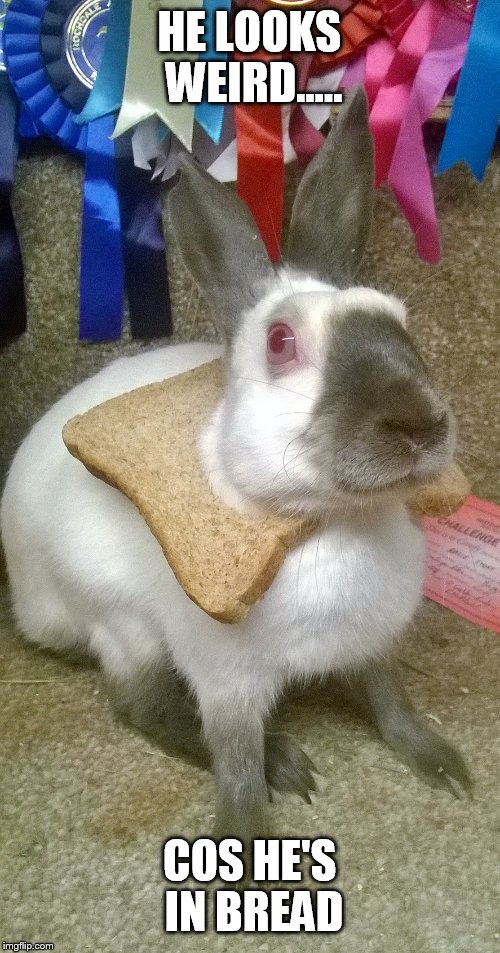 In bread rabbit | HE LOOKS WEIRD..... COS HE'S IN BREAD | image tagged in rabbit bunny | made w/ Imgflip meme maker