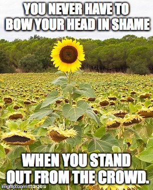 sunflower, crowd | YOU NEVER HAVE TO BOW YOUR HEAD IN SHAME; WHEN YOU STAND OUT FROM THE CROWD. | image tagged in sunflower | made w/ Imgflip meme maker