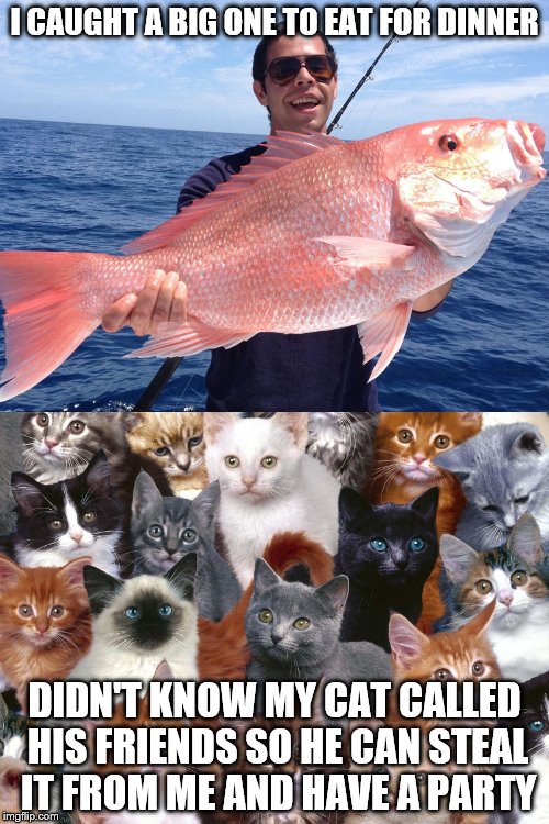 Котам рыбов. Рыба Мем. Мем про кота и рыбу. Мемы с рыбами. Красивое коты и рыба.