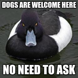 Angry Advice Mallard | DOGS ARE WELCOME HERE; NO NEED TO ASK | image tagged in angry advice mallard | made w/ Imgflip meme maker