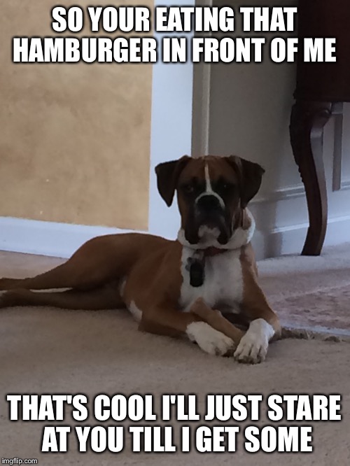 SO YOUR EATING THAT HAMBURGER IN FRONT OF ME; THAT'S COOL I'LL JUST STARE AT YOU TILL I GET SOME | image tagged in puppy look | made w/ Imgflip meme maker