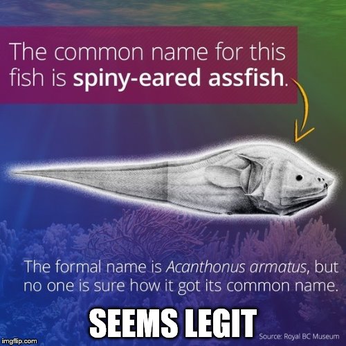 I don't S.E.A. what you mean! | SEEMS LEGIT | image tagged in animals,spiny eared assfish,memes,funny | made w/ Imgflip meme maker