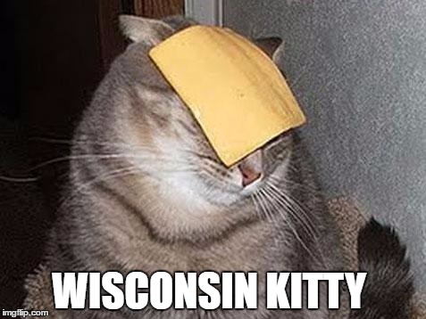 Cats with cheese | WISCONSIN KITTY | image tagged in cats with cheese | made w/ Imgflip meme maker